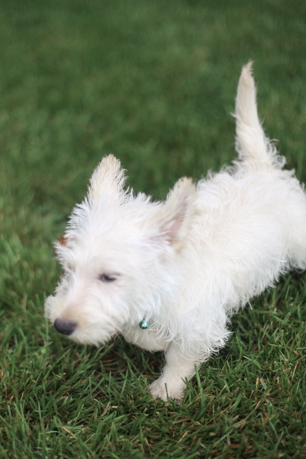 puppy, for, sale, Scottish Terrier, Kerek & Marisa  Martin, dog, breeder, Mount Joy, PA, dog-breeder, puppy-for-sale, forsale, nearby, find, puppyfind, locator, puppylocator, aca
