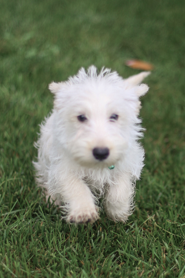 puppy, for, sale, Scottish Terrier, Kerek & Marisa  Martin, dog, breeder, Mount Joy, PA, dog-breeder, puppy-for-sale, forsale, nearby, find, puppyfind, locator, puppylocator, aca