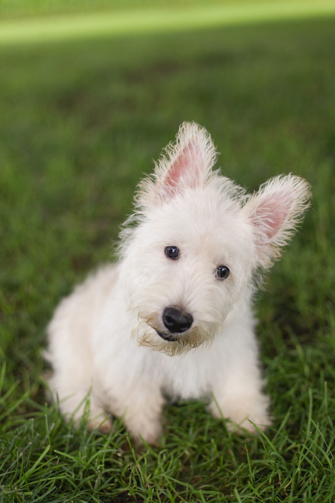 puppy, for, sale, Scottish Terrier, Kerek & Marisa  Martin, dog, breeder, Mount Joy, PA, dog-breeder, puppy-for-sale, forsale, nearby, find, puppyfind, locator, puppylocator, aca