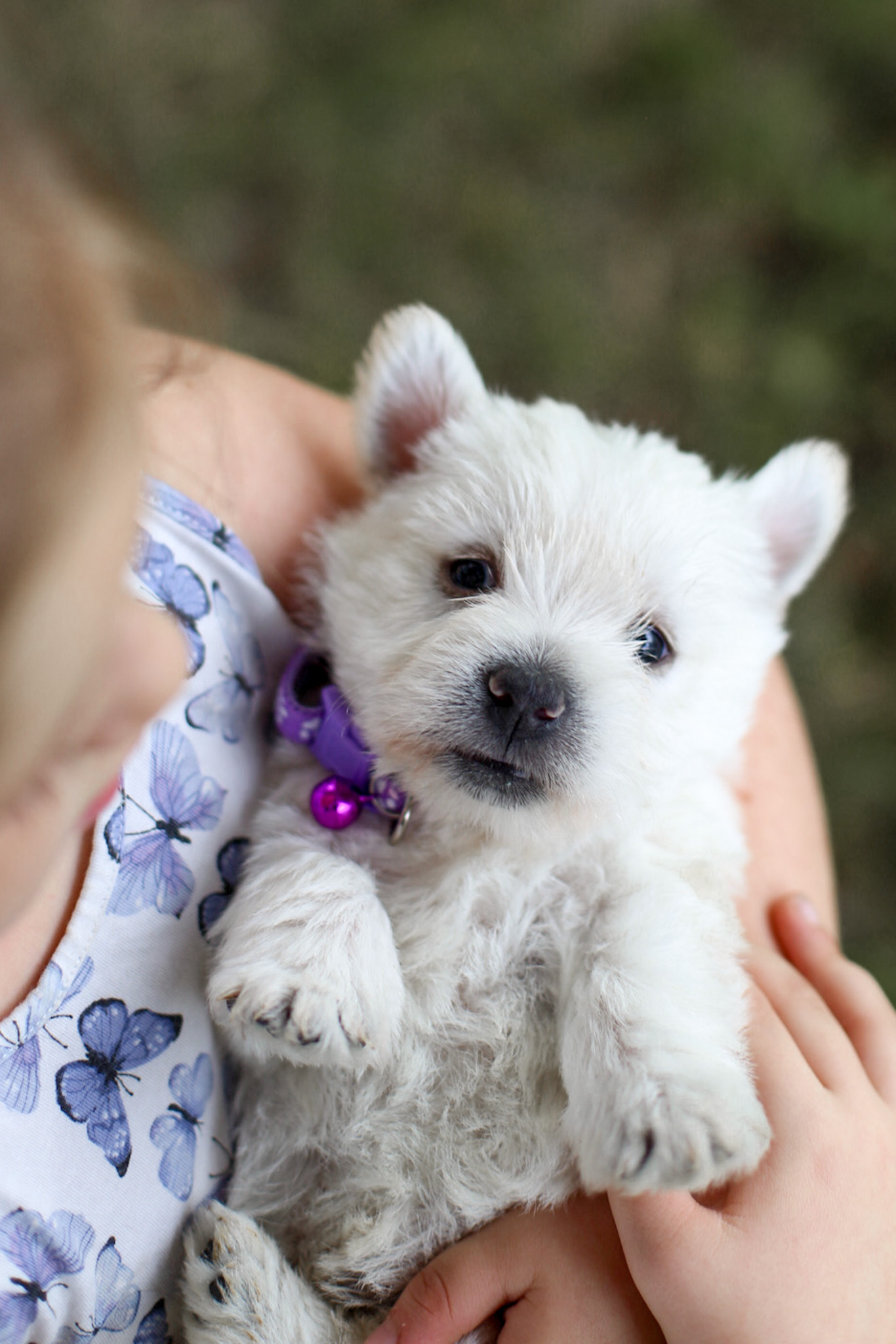 puppy, for, sale, West Highland White Terrier, Kerek & Marisa  Martin, dog, breeder, Mount Joy, PA, dog-breeder, puppy-for-sale, forsale, nearby, find, puppyfind, locator, puppylocator, aca